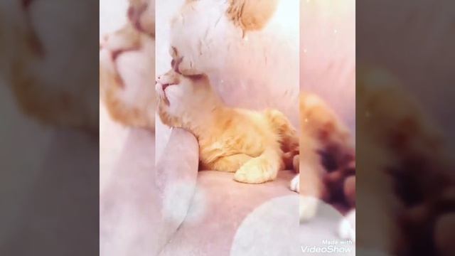 милейшая милота