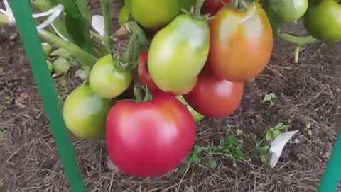 Томаты для открытого грунта. Наиболее устойчивые к похолоданиям сорта. г. Киров т. 89229284031