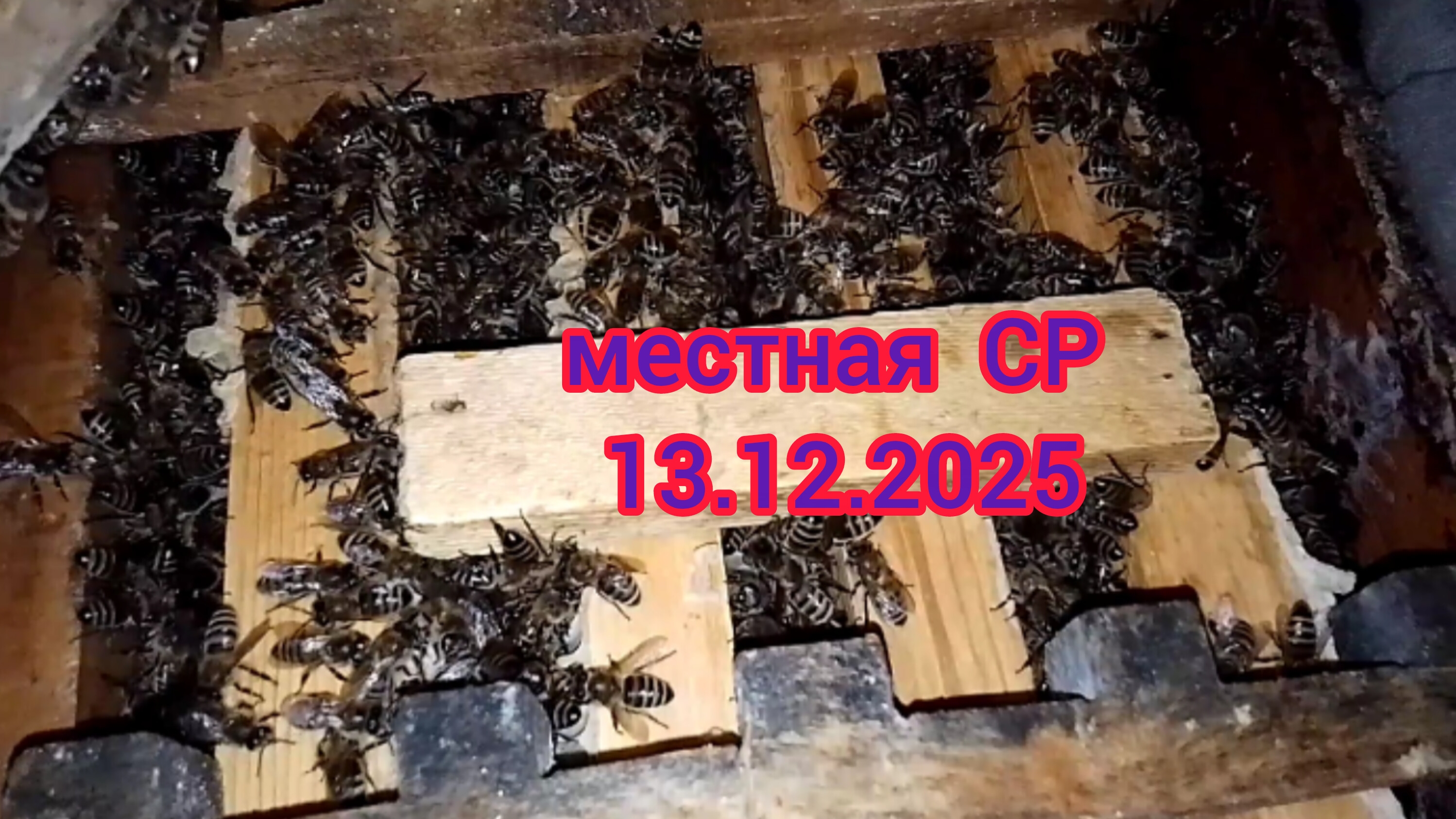 зимовка ,местная СР 13.12.2025