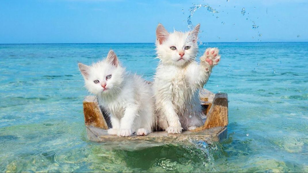 РАЗВЛЕКАТЕЛЬНОЕ ВИДЕО ДЛЯ ДЕТЕЙ | МУЛЬТИКИ ДЛЯ ДЕТЕЙ |