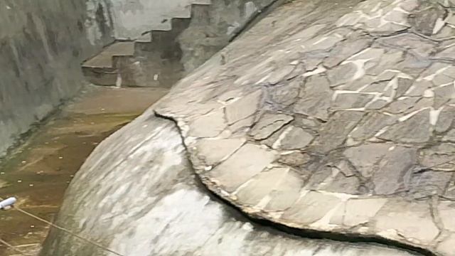 Московский зоопарк ( лето 2025)