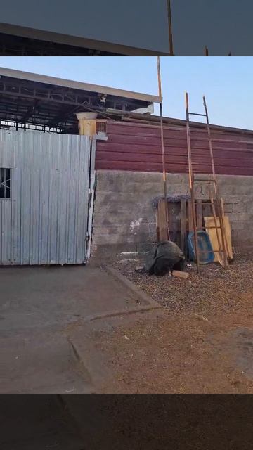 Вчера весь день шёл дождь и мы отменили поездку в приют, а дождь взял и остановился 😂😂😂