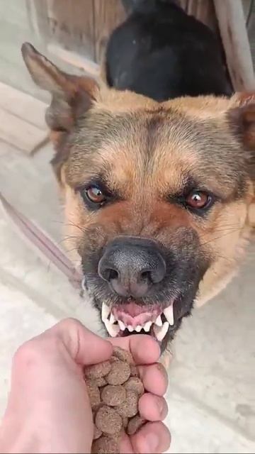 Дача взятки должностному лицу