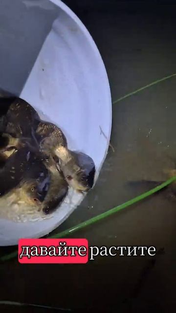 зарыбление водоёма🐟🐟🐟
