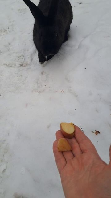 Отдых в Хвое. Яблоки для кроликов #хвоя #отдых #природа