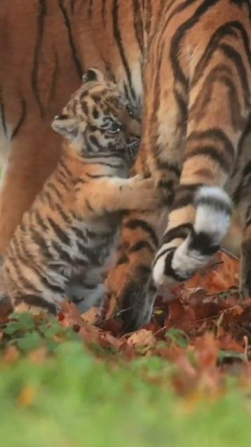 Тигрёнок пытается обратить внимание матери на себя