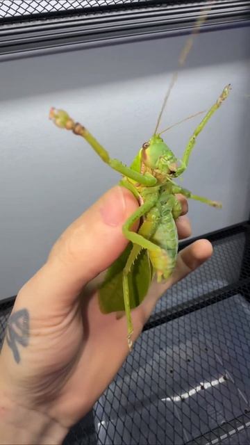 #приколы #юмор #прикол #смешно #топ #топчик #роликдня #видеодня #лучшее #лучшие #лучший #хит #хиты #