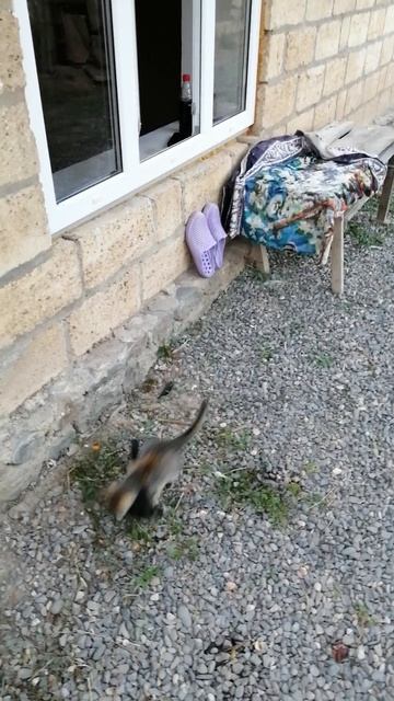 Котёнок развлекается с мелким