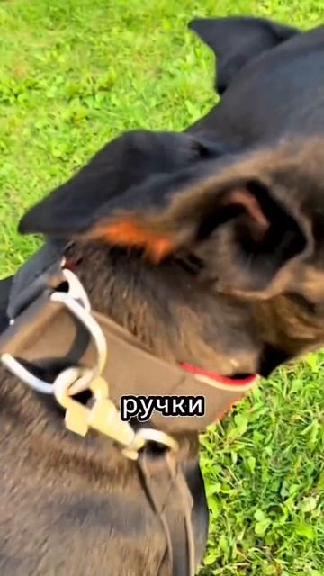 Почему без намордника?