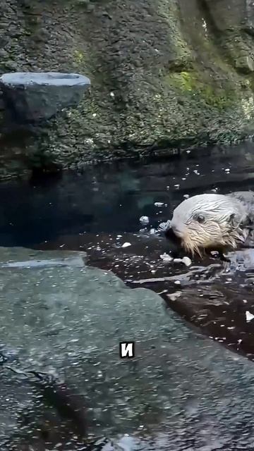 Выдры - милашки, не правда ли? #shorts
