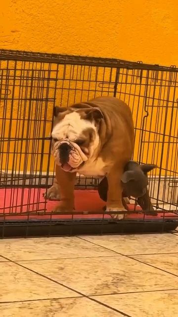 Есть такие, как встанут, не пройти -не проехать