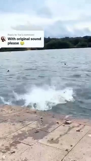 Радости прогулок с песиками.