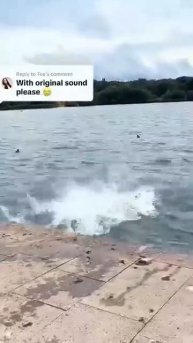 Радости прогулок с песиками.