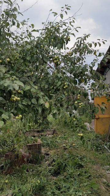 Земельный участок в Казанцево.mp4