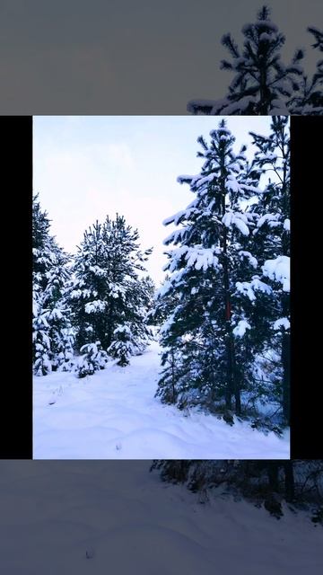 Дневная прогулка по лесу ( 14 декабря)