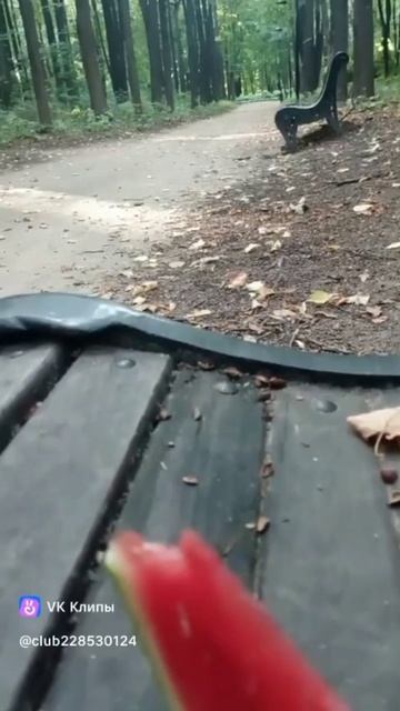 Белка ест Арбуз