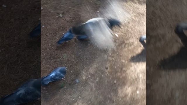 Мне говорят.. чудачка..  Всех птиц на свете не накормить..  Всех обездоленных не обогреть..  Всем ма