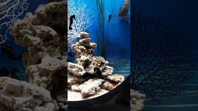 Москвариум с детьми, декабрь 2025