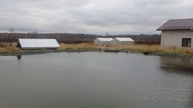 Пруд-ноябрь 2025 года