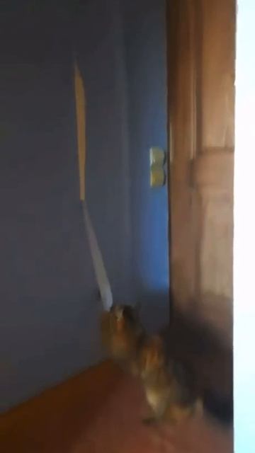 Пушистый дизайнер