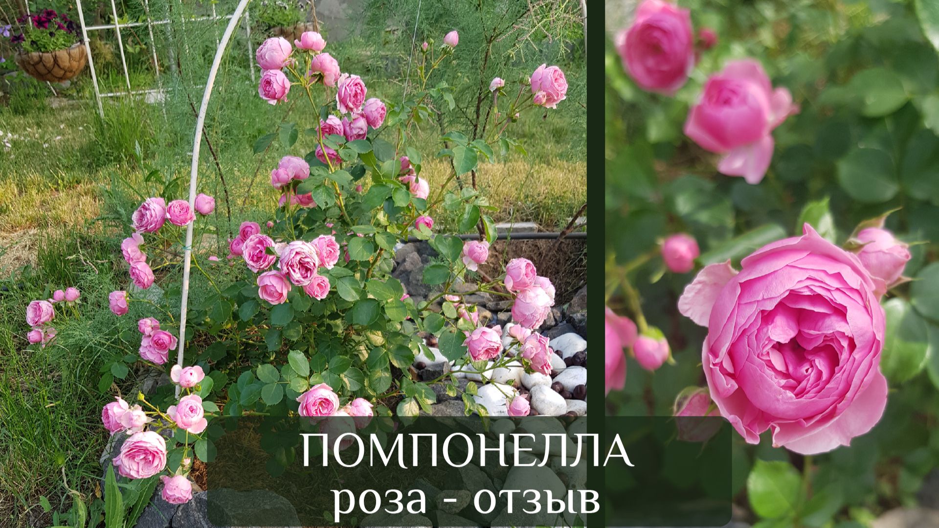 Помпонелла сорт розы. Правдивый отзыв о плюсах и минусах сорта.