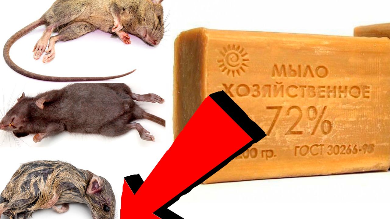 Как избавиться от мышей и крыс навсегда За 1 минуту..!!.