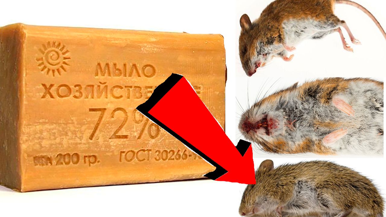 Как избавиться от мышей и крыс навсегда За 1 минуту!..