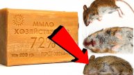 Как избавиться от мышей и крыс навсегда За 1 минуту!..