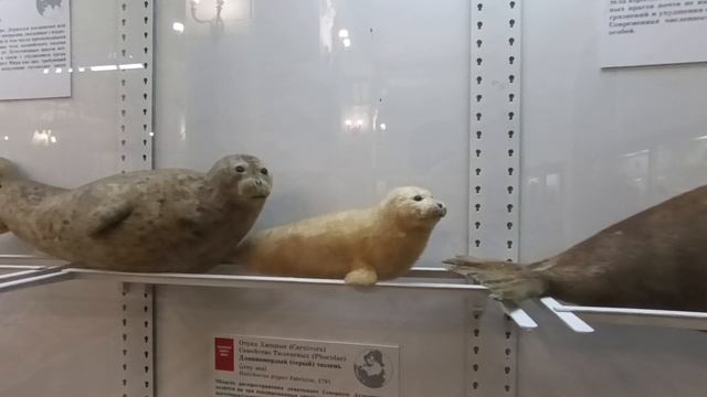 "Я поведу тебя в музей!" - 2.
С Викой и Ариной в Зоологическом музее