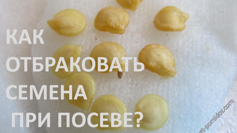 Как отбраковать семена перца  при посеве в грунт?
