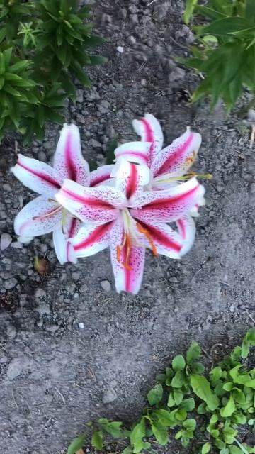 Ленобласть. Хвойное. 23.07.2024. Цветы на даче. Лилия диззи полноцветущая Эпизод 6