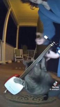 Полуночный котик - музыкант!