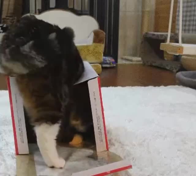 Почти получилось😄😻