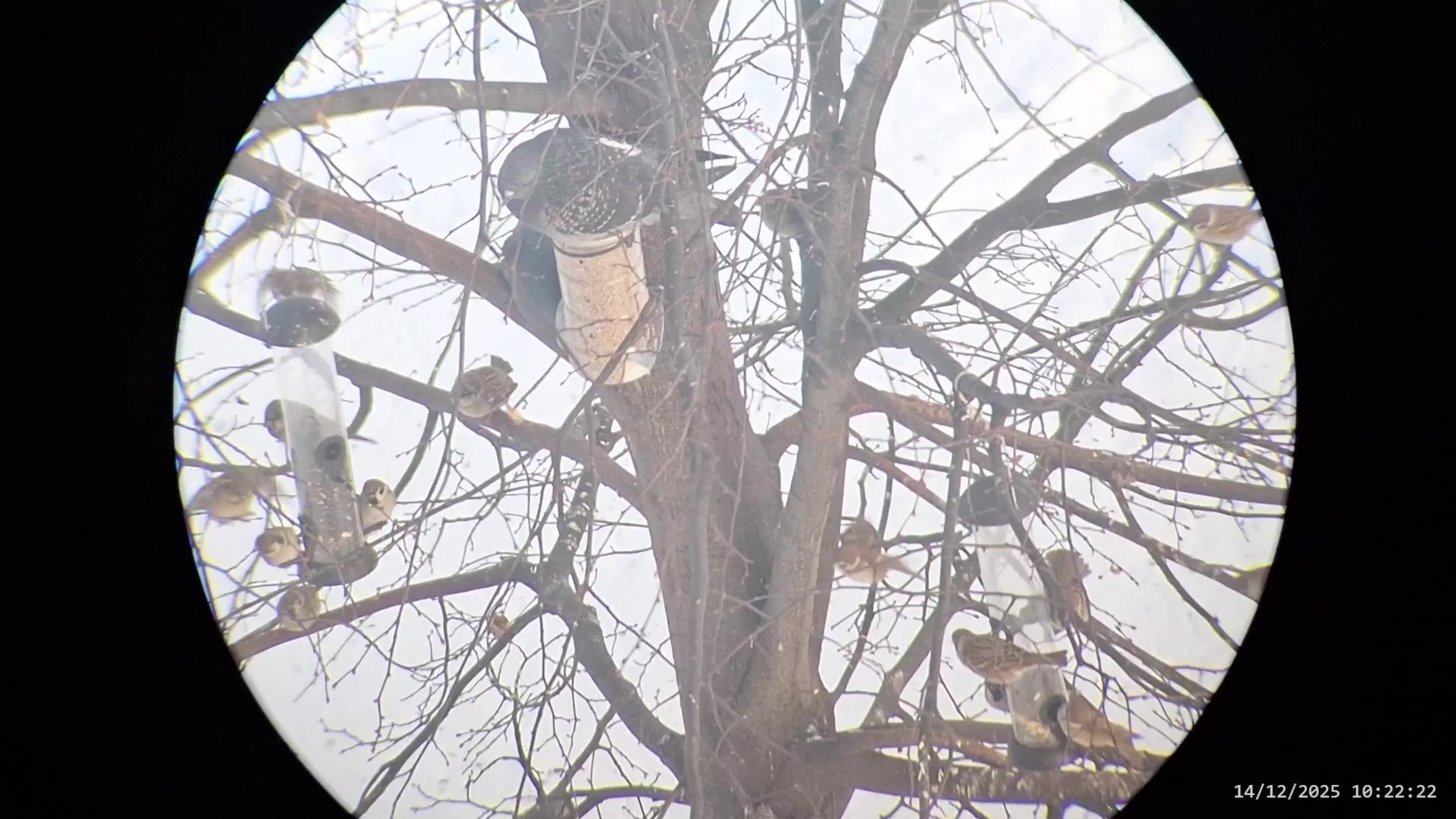 Кормушка для птиц 14.12.2025