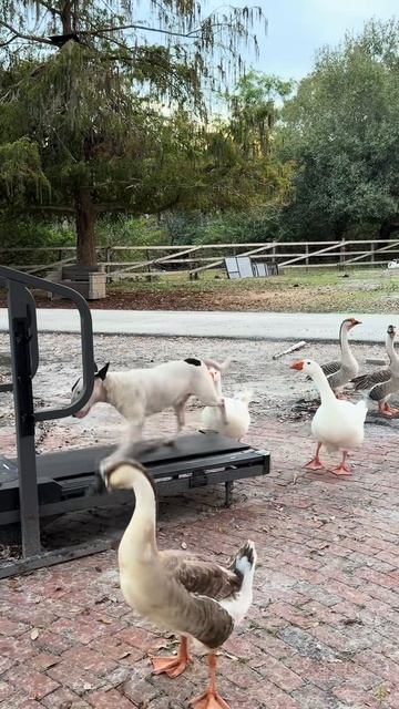 #приколы #юмор #прикол #смешно #собаки #собака #щенок #щенки #топ #топчик #роликдня #видеодня #лучше