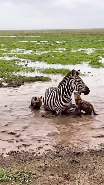 Зебра и Гиены в болотах Беларуси