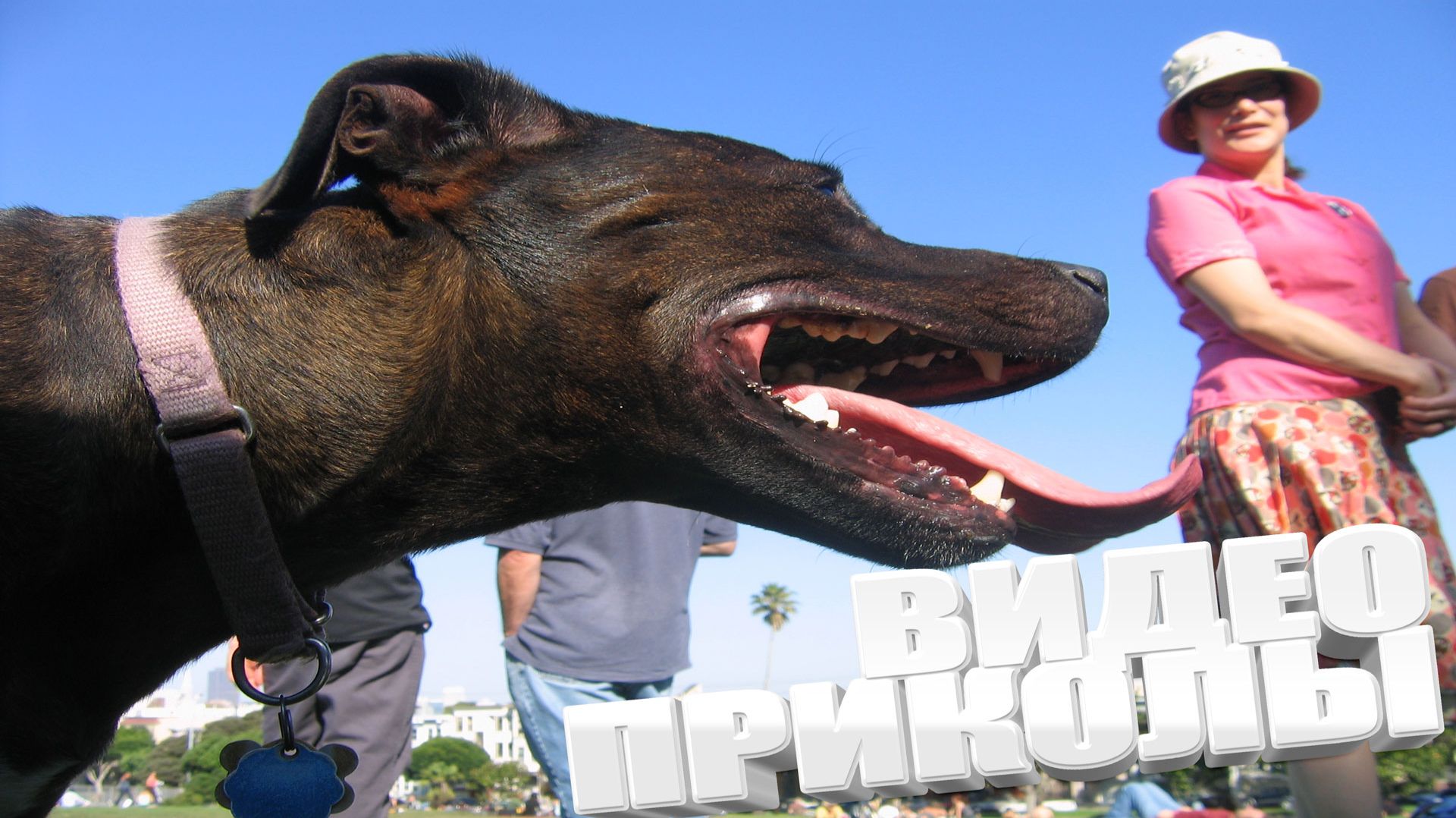 ПРИКОЛ \ ПОДБОРКА ПРИКОЛОВ Я РЖАЛ ДО СЛЕЗ, ЛУЧШИЕ ПРИКОЛЫ 2025 СМЕШНЫЕ ВИДЕО, ДЕВУШКИ , ПОДБОРКА