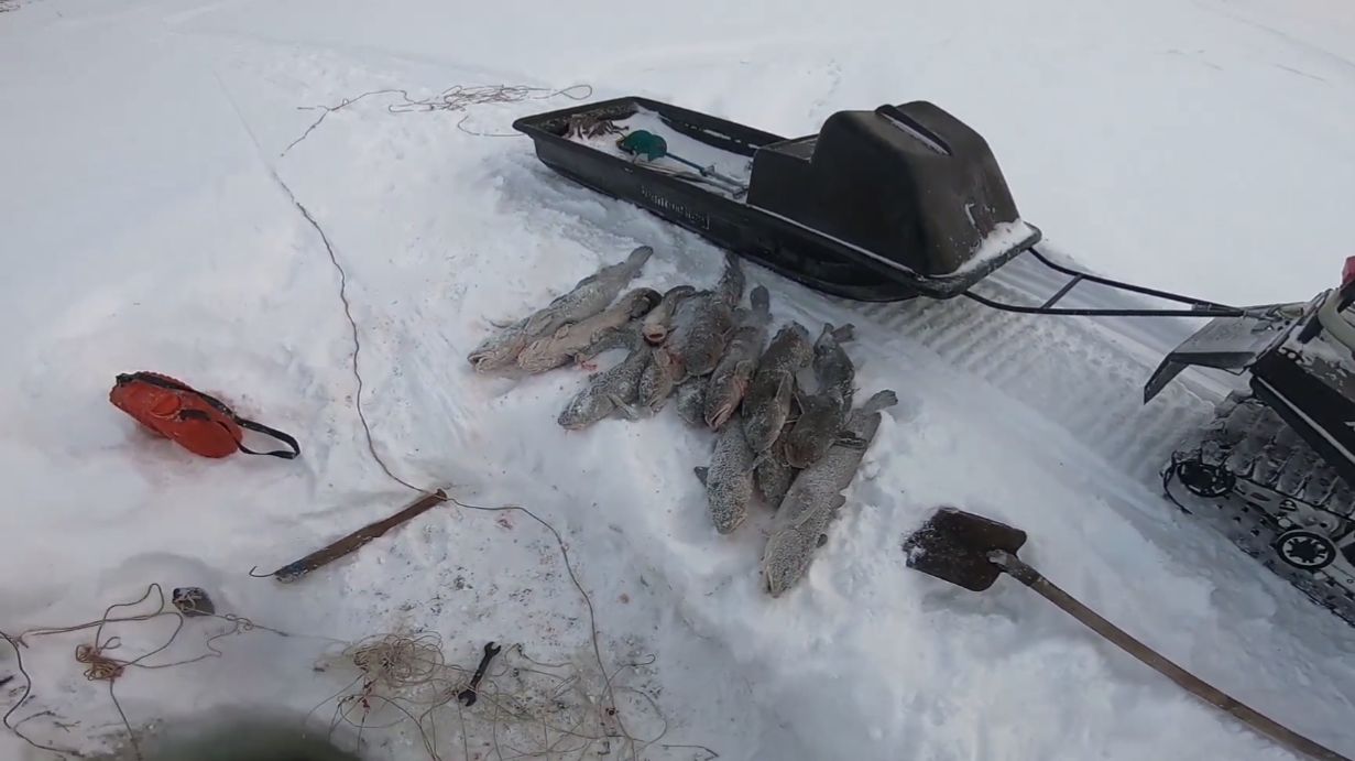 Шикарный улов налима! Замечательная рыбалка!