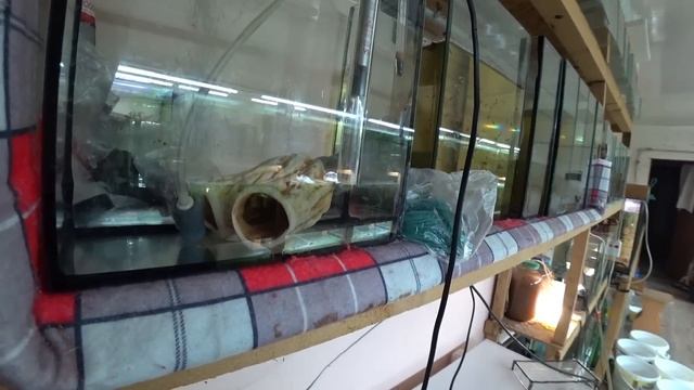 Скалярия, Апистограма, новый день на разводне.