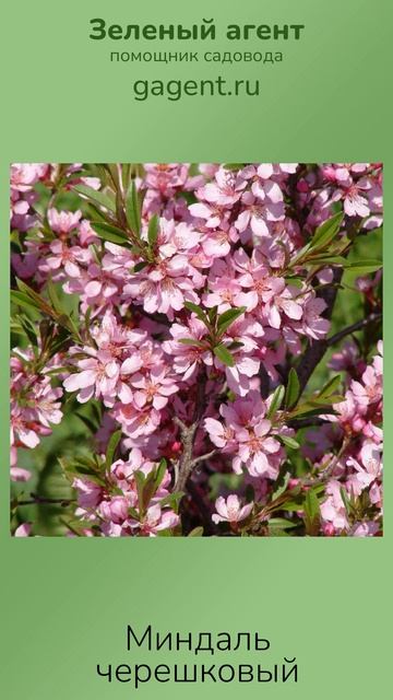 Миндаль черешковый - Зеленый Агент