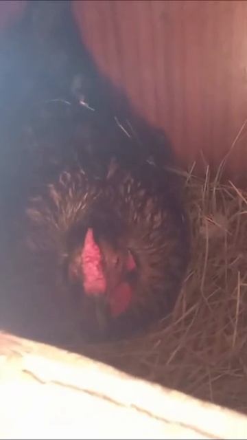 куры несутся