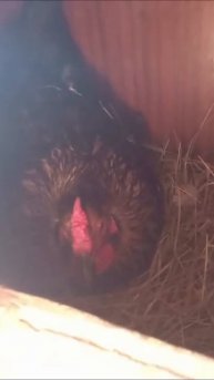 куры несутся