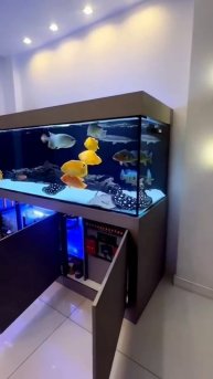 Золотые Астронотусы