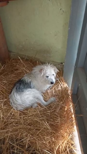 Белый рад подстилочке из солнечных лучей.