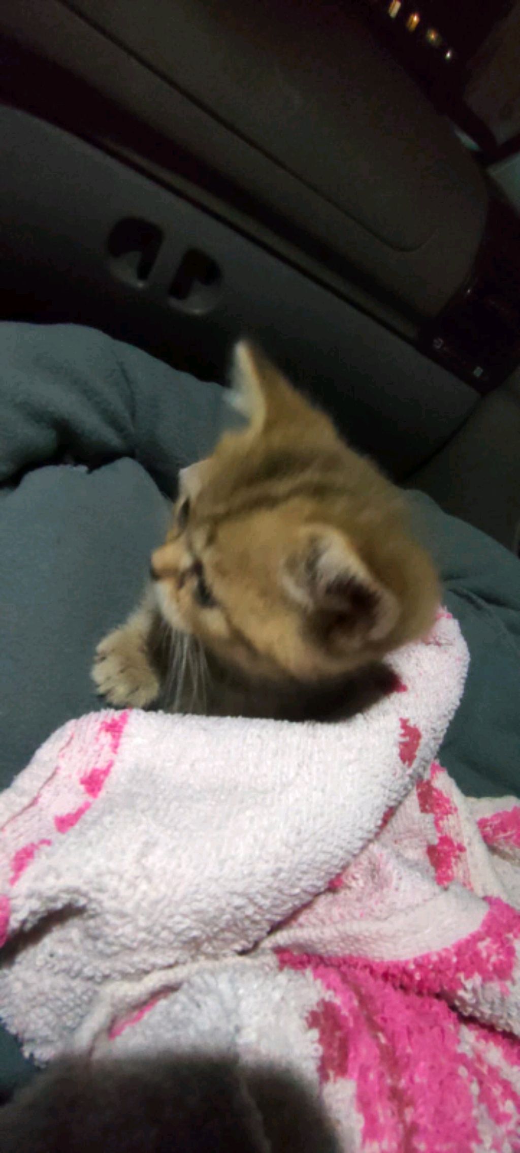 Это мой кот