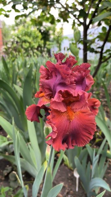 Ирис READY FOR MY CLOSEUP ( P.Black, 2014) .mp4