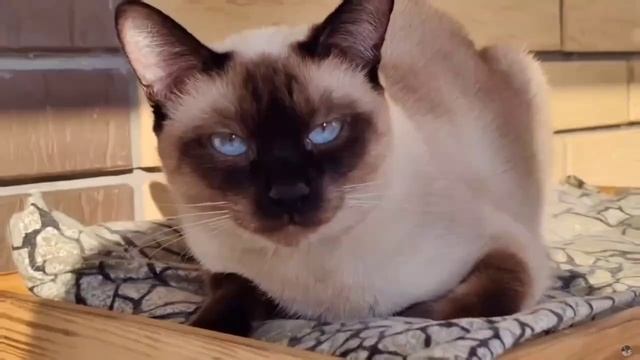 Котята питомника кошек САПФИР МЕКОЛЬ