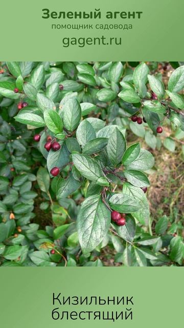 Кизильник блестящий - Зеленый Агент