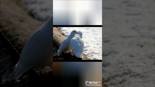 e1947ce7372b760dcb71a9d31689f532_1765620193642.mp4