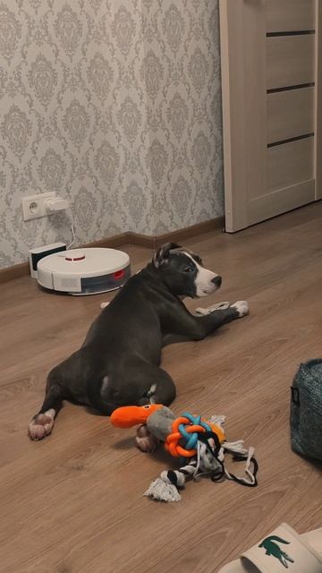 Ребята, знакомьтесь — это Вини!